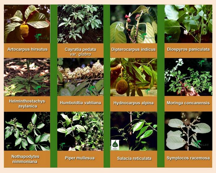 PHYTOCHEMICAL AND FTIR ANALYSIS OF DIFFERENT COMMON MEDICINAL PLANT