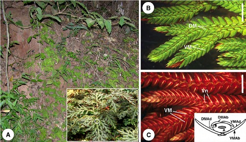 “STUDY OF THE DIVERSITY AND ECOLOGICAL SIGNIFICANCE  OF SELAGINELLA”