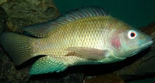 PRESENT ICHTHYOFAUNAL STATUS OF EXOTIC FISHES FROM MARATHWADA REGION, MAHARASHTRA, INDIA
