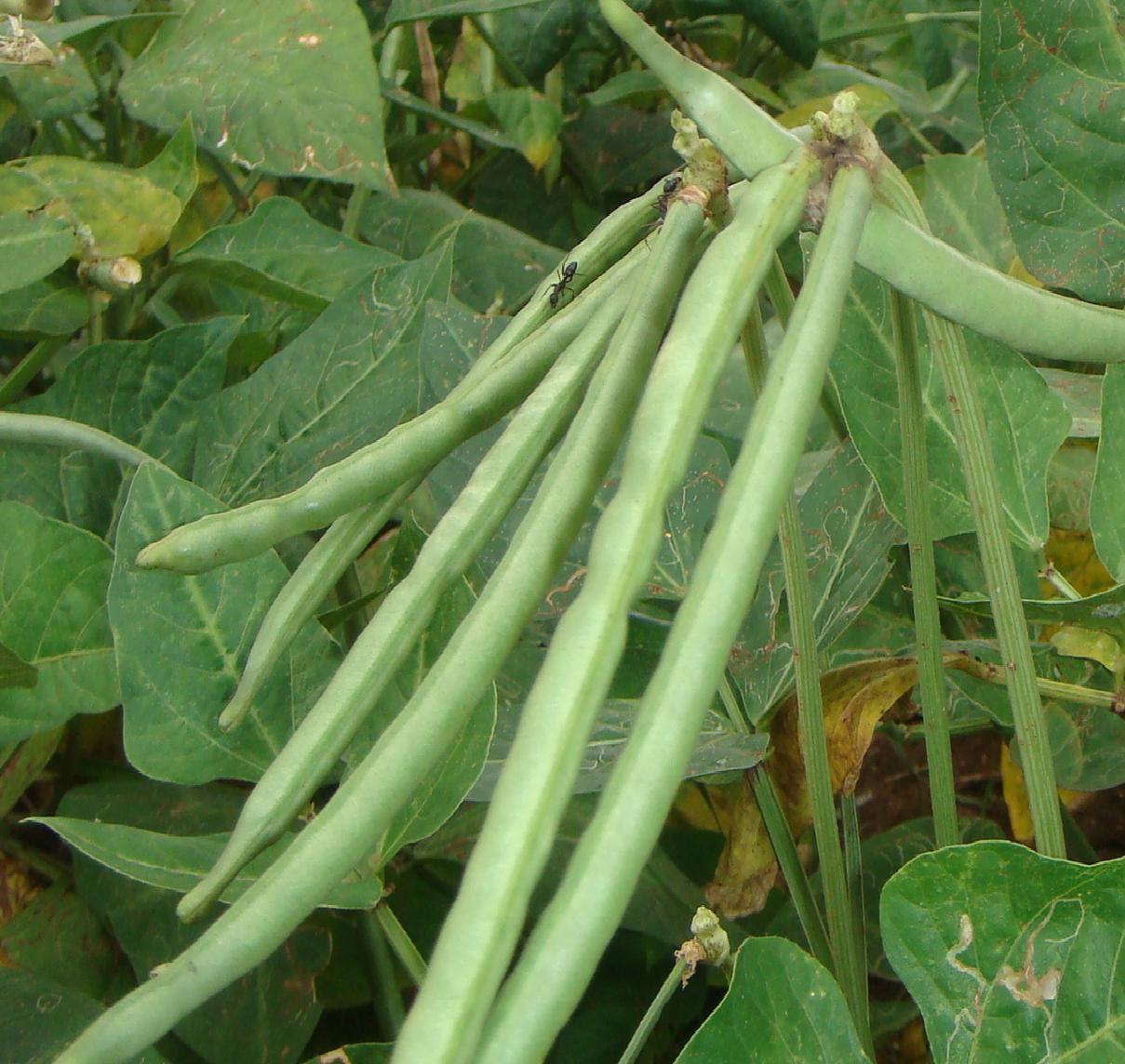 IDENTIFICATION OF FACTOR THAT AFFECT TECHNICAL EFFICIENCY OF COWPEA PRODUCTION IN ADAMAWA STATE, NIGERIA
