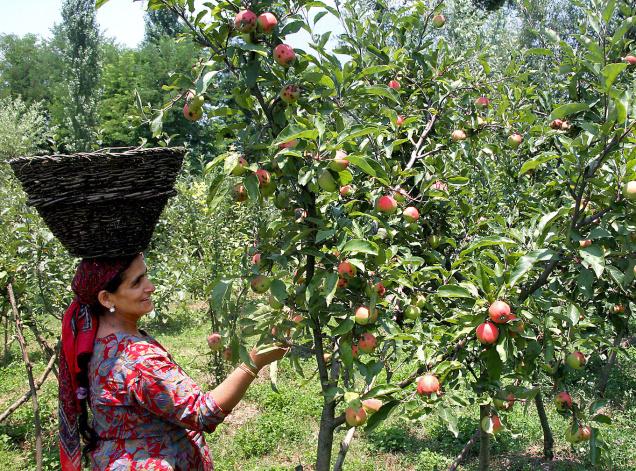 IMPACT OF SCAB ON APPLE PRODUCTION IN BARAMULLAH,  KASHMIR : A CASE STUDY