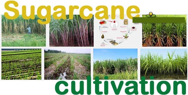 “COST BENEFIT ANALYSIS OF SUGARCANE CULTIVATION  OF WALWA TAHSIL”