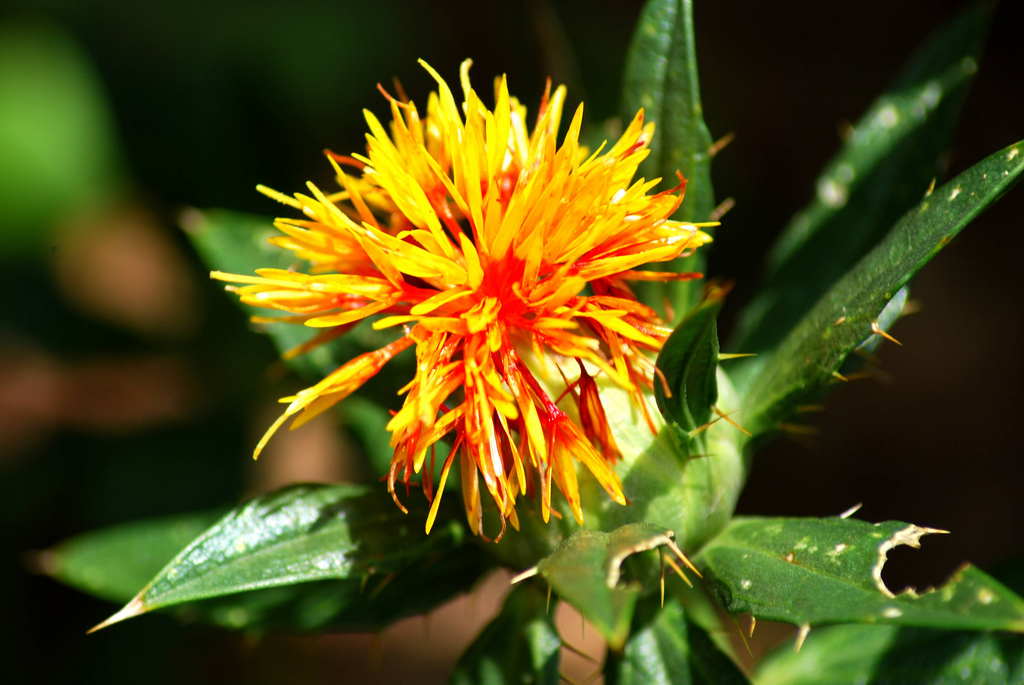 SEED PROTEIN VARIABILITY IN SIX DIFFERENT VARIETIES OF  SAFFLOWER (CARTHUMUS TINCTORIUS L.) SEEDS BY SDS-PAGE.