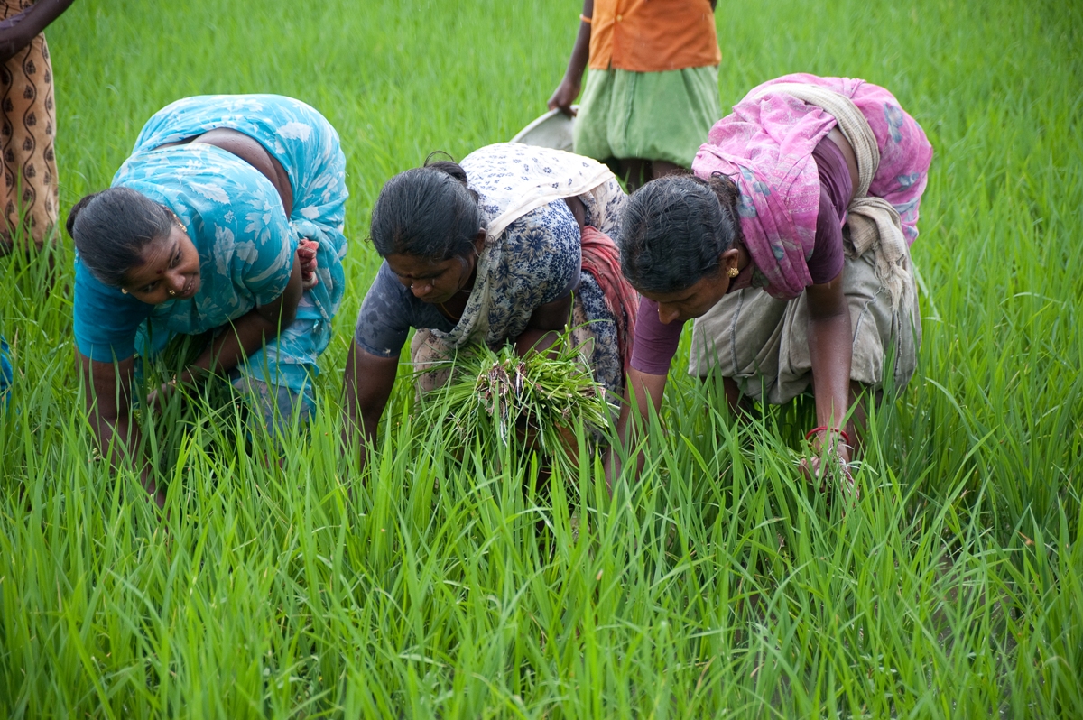 STATUS OF WOMEN LABOUR IN AGRICULTURE  (A case study of Guntur district in Andhra Pradesh)