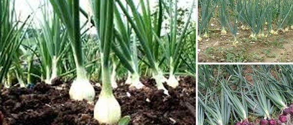 ONION PRODUCTION AND ITS STORAGE PROBLEM