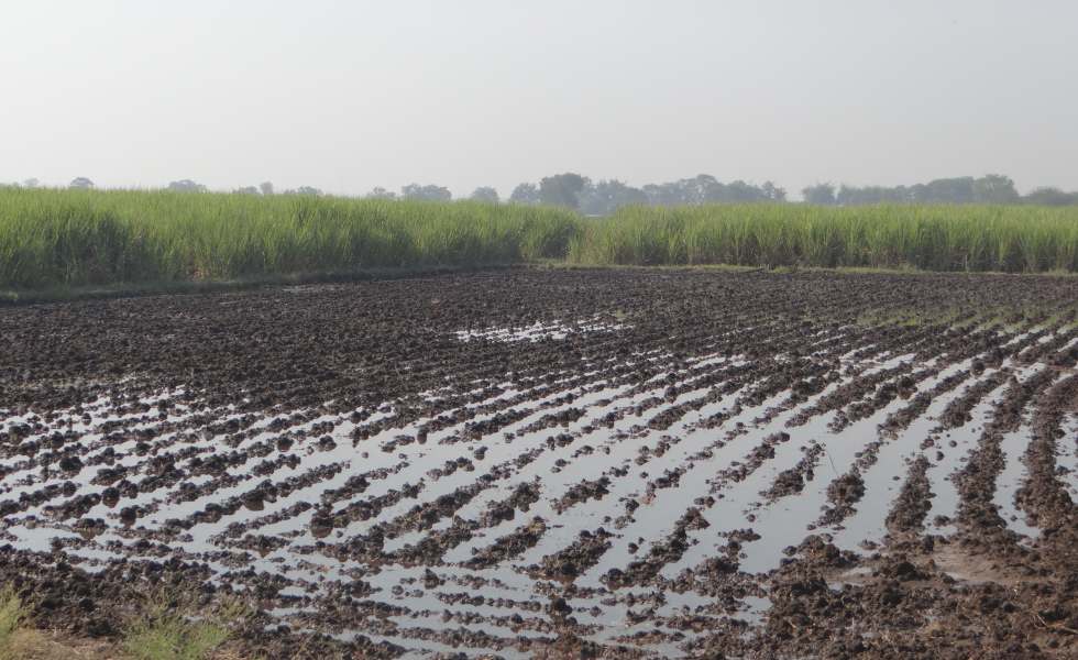 PREDICTION OF CROP YIELD USING WEATHER AND  CLIMATE PARAMETERS FOR SUGAR CANE  YIELD IN INDIA