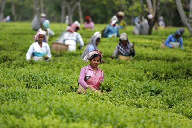 INFRASTRUCTURAL CHARACTERISTICS OF  SELECTED TEA ESTATES IN THE WESTERN  PARTS OF DOOARS IN JALPAIGURI DISTRICTS  OF WEST BENGAL