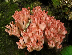 STUDIES ON GROWTH CONDITIONS OF WILD EDIBLE  MUSHROOM RAMARIA BOTRYTIS (FR.) RICKEN  SELECTED FROM NORTH WEST HIMALAYAN REGION