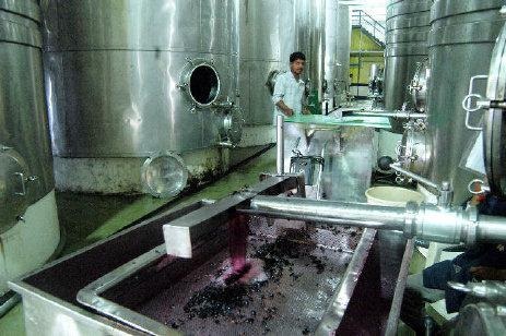 WINE PROCESSING IN SANGLI DISTICT OF MAHARASHTRA