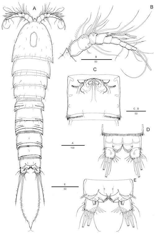 FOUR NEW SPECIES OF BENTHONIC HARPACTICOIDA (COPEPODA, CRUSTACEA) FROM NEW MANGALORE HARBOUR IN INDIAN WATERS 