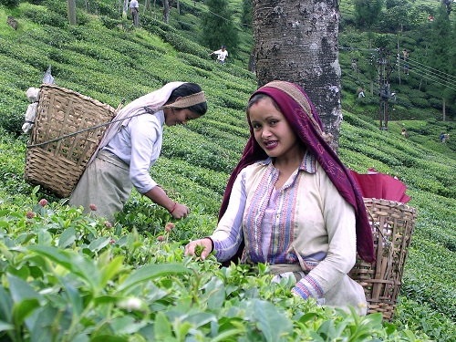 DIMENSION OF CHANGES IN THE SOCIO-ECONOMIC  LIFE OF THE TEA GARDEN LABOURERS IN DARJILING  HIMALAYA: A GEOGRAPHICAL ASSESSMENT