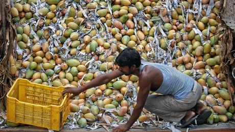 THE STUDY OF FIELD EXPERIENCES OF EXPORT OF MANGO