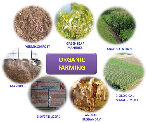 HEALTH PROSPECTS OF ORGANIC FARMING – A STUDY  WITH SPECIAL REFFERENCE TO CUDDALORE DISTRICT