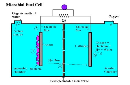 DOES AND DONT DOES MICROBIAL FUEL CELL
