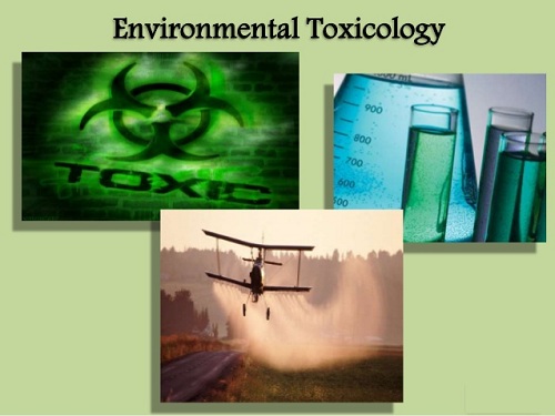 ENVIRONMENTAL TOXICOLOGY AND  ANALYSIS OF IMPACT OF PESTICIDES ON  LENS CULINARIS  