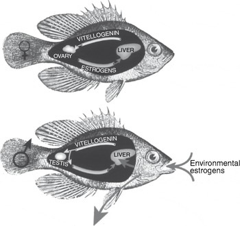 STUDIES ON CHANGES OF SODIUM, POTASSIUM AND CALCIUM IN GONAD OF TWO SPECIES OF FISHES OFF JODIA COAST IN GULF OF KUTCH