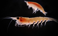 STUDY OF ZOOPLANKTON COMMUNITY  STRUCTURE  IN DIFFERENT SEASONS AT KURNUR DAM (MS)
