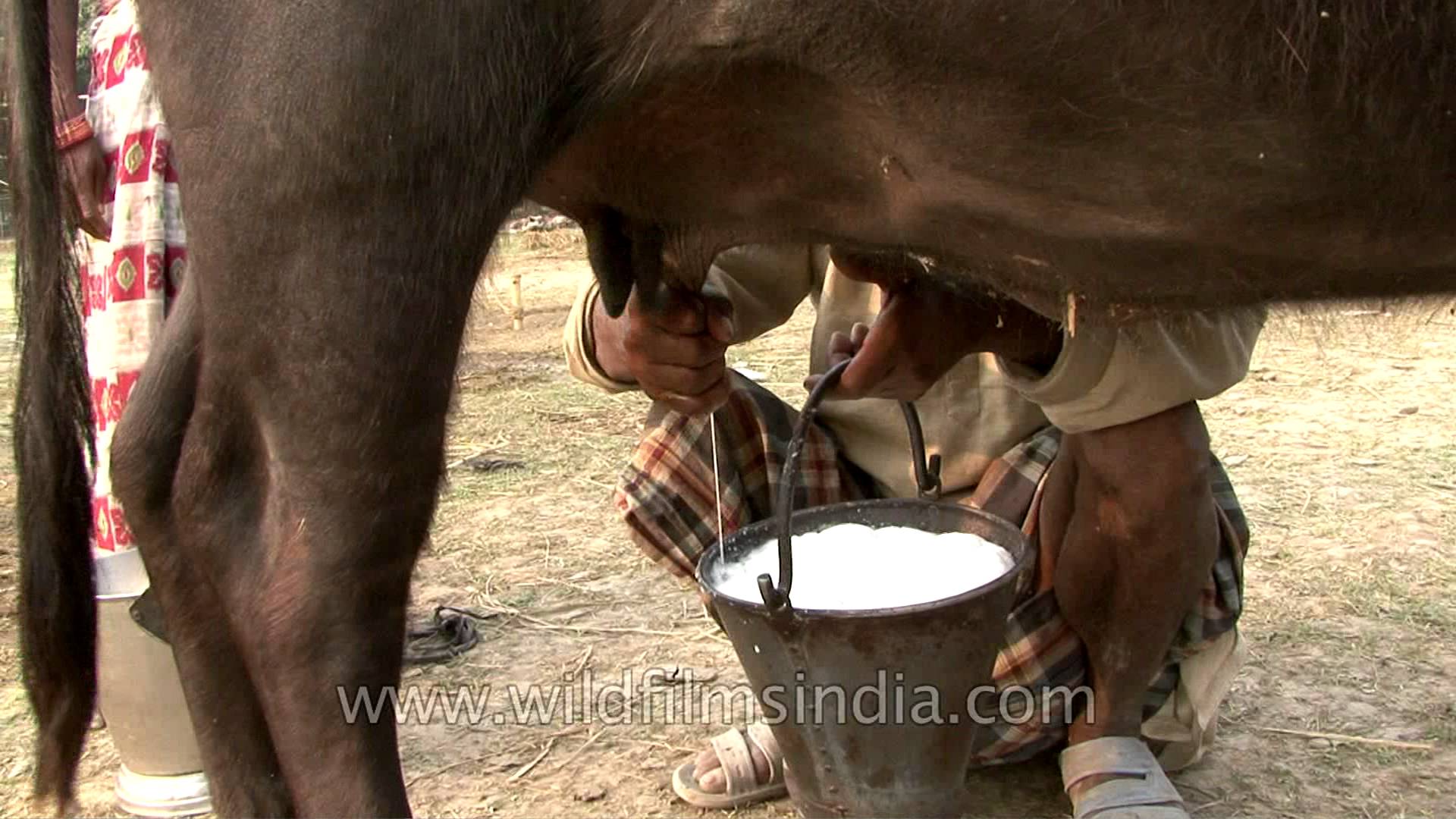 ‘‘औरंगाबाद जिल्हा गाय पशुधन एक भौगोलिक अभ्यास’’