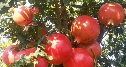 “ A STUDY OF  MARKETING ISSUE OF POMEGRANATE FRUITS IN INDIA”