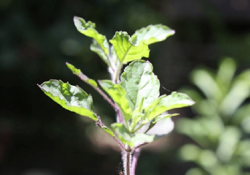 LARVICIDAL ACTIVITY OF OCIMUMSANCTUM (TULSI) AGAINST THE DENGUE VECTOR, AEDES AEGYPTI” LARVICIDAL ACTIVITY OF OCIMUMSANCTUM (TULSI) AGAINST THE DENGUE VECTOR, AEDES AEGYPTI”