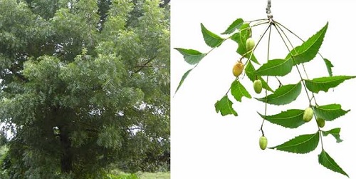 LARVICIDAL ACTIVITY OF NEEM (AZARDIRACHTA INDICA) AND EUPHORBIA AGAINST THE AEDES AEGYPTI