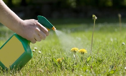 EFFECT OF HERBICIDE STOMP ON NUCLEIC ACIDS ANS PROTEIN IN THE SEEDLINGS OF Sida acuta Burm. F.