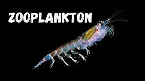 BIODIVERSITY OF ZOOPLANKTON AT SHIDHESHWAR LAKE, SOLAPUR,  MAHARASHTRA, INDIA