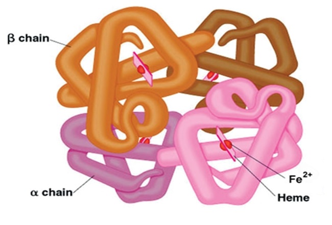 HEMOGLOBIN: STRUCTURE, FUNCTION AND GENETIC DISORDERS HEMOGLOBIN: STRUCTURE, FUNCTION AND GENETIC DISORDERS