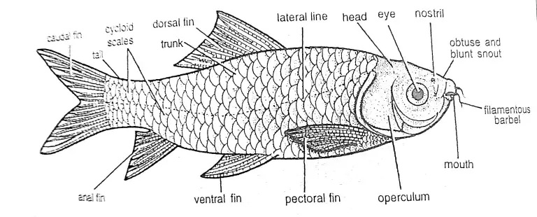 “STUDY OF INSECTICIDES EXPOSURE AND GLYCOGEN CONTENT OF  MUSCLES IN FISH LOBEO ROHITA”