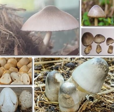 ORGANOLEPTIC EVALUATION AND ANALYSIS OF NUTRITION OF PADDY STRAW MUSHROOM/ VOLVARIELLA SP