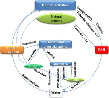 FACTORS AFFECTING REMOVAL OF POLYCYCLIC AROMATIC HYDROCARBONS  FROM SEAWATER BY DRY BROWN SEAWEED PADINA PAVONICA