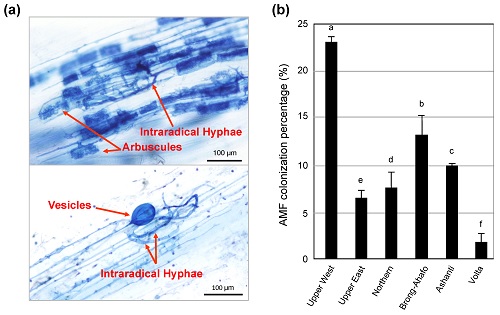 ARBUSCULAR MYCORRHIZAL COLONIZATION IN LOCAL ARDHAPUR  VARIETY OF MUSA PARADISIACA