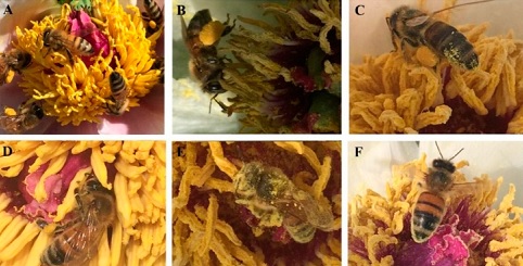 FORAGING ACTIVITIES OF INSECT VISITORS ON SUNFLOWER  IN SIDHI DISTRICT