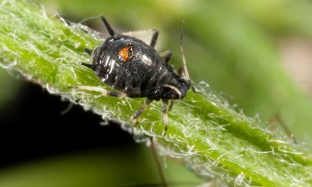 “STUDIES ON COWPEA APHID AND THEIR MANAGEMENT: A REVIEW”