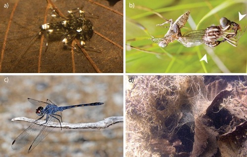 “STUDIES ON ECOLOGICAL FACTOR AFFECTING AQUATIC INSECTS”
