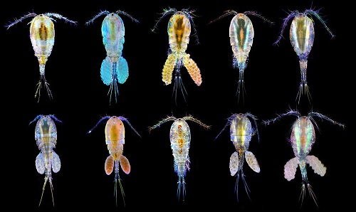“STUDY OF SMALL PLANKTONIC COPEPODS”