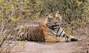 LAND USE IN SARISKA TIGER RESERVE: A HUMAN IMPACT