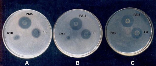ZINC SOLUBILIZING NATURE OF GLUCONACETOBACTER DIAZOTROPHICUS