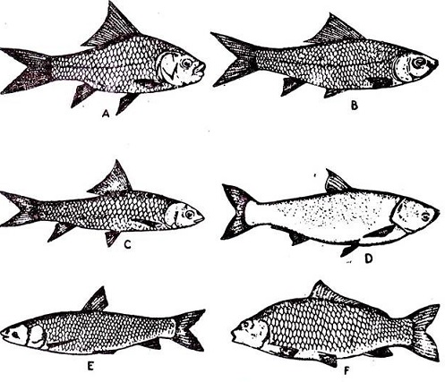 STUDY ON INDIAN MAJOR CARPS: FOOD AND FEEDING HABITS IN  WASHIM DISTRICT REGION, (M. S.), INDIA.