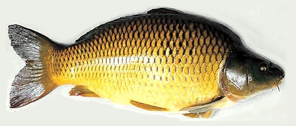 “STUDIES ON BREEDING OF COMMON CARP FISH CYPRINUS CARPIO- L”