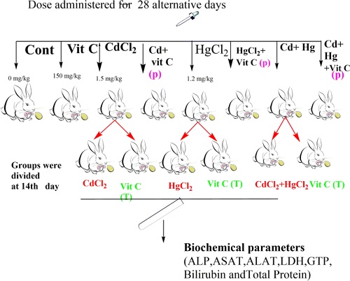 PROTECTIVE ROLE ASCORBIC ACID ON HEAVY METALS INDUCED PROTEIN PROFILE ALTERATION OF IN AN EXPERIMENTAL MODEL FRESHWATER BIVALVE L. CORRINUS