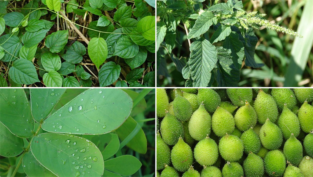 रानभाज्या आणि त्यांचे आयुर्वेदिक महत्व