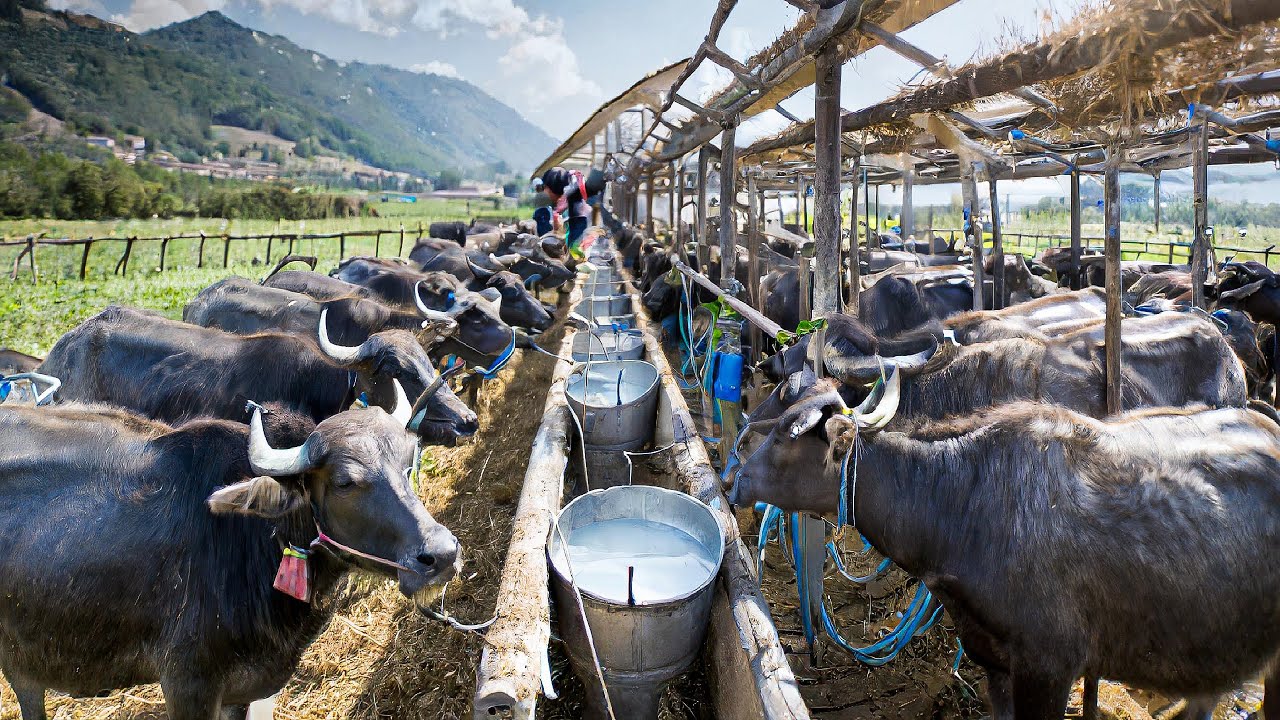 ECONOMICS OF MILK PRODUCTION IN GUNTUR DISTRICT OF ANDHRA PRADESH ECONOMICS OF MILK PRODUCTION IN GUNTUR DISTRICT OF ANDHRA PRADESH