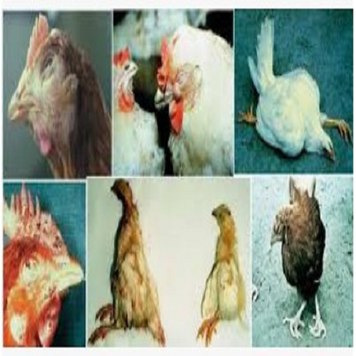 POTENTIAL OF DOMESTIC CHICKENS PARASITES IN TRANSMITTING OF CLINICAL IMPORTANCE IN TELANGANA REGION, INDIA POTENTIAL OF DOMESTIC CHICKENS PARASITES IN TRANSMITTING OF CLINICAL IMPORTANCE IN TELANGANA REGION, INDIA