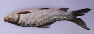 FISH DIVERSITY AND ABUNDANCE OF BABRIYA POND SEONI DISTRICT (M.P.)
