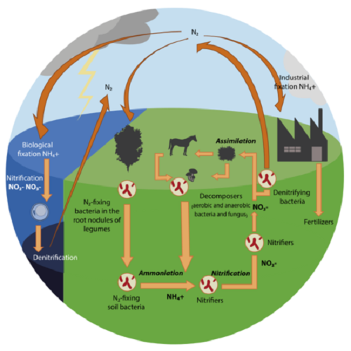 TYPOLOGY AND SIGNIFICANCE OF BIOGEOCHEMICAL CYCLES : A CONCEPTUAL STUDY TYPOLOGY AND SIGNIFICANCE OF BIOGEOCHEMICAL CYCLES : A CONCEPTUAL STUDY