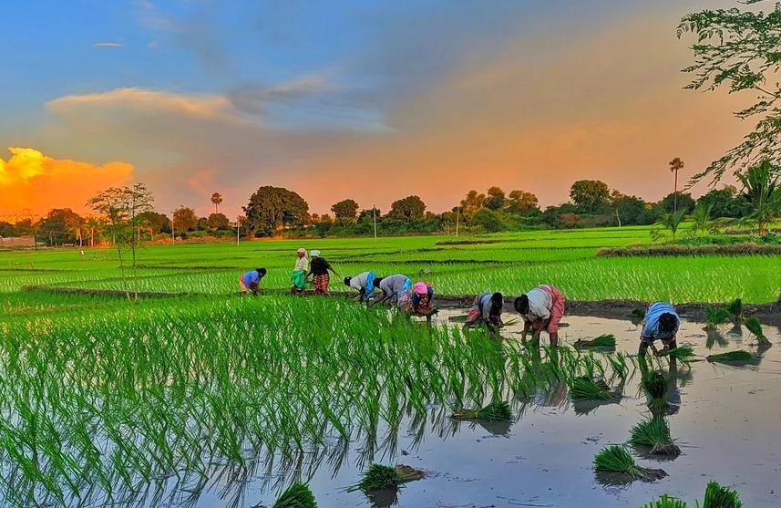 AGRICULTURE ACCOUNTING IN INDIA
