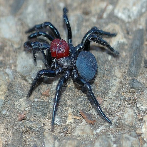EXPLORING THE BIOLOGICAL CONSEQUENCES OF SPIDER VENOM PEPTIDES AND THE ROLE OF POLYCLONAL ANTIBODIES IN INDIA EXPLORING THE BIOLOGICAL CONSEQUENCES OF SPIDER VENOM PEPTIDES AND THE ROLE OF POLYCLONAL ANTIBODIES IN INDIA
