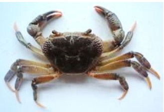 “STUDY OF ECOLOGICAL IMPORTANCE OF FRESHWATER CRABS,  SPECIFICALLY IN REWA (M.P.)”