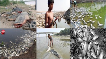 FISH DIVERSITY OF BANGANGA RIVER, DISTRICT BALAGHAT (M.P.)